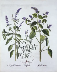 Catmintand Catnip、Hortus Eystettensis作、Basil Besler（1561-1629）、パブ。 1613（手塗りの彫刻）