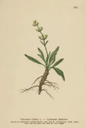ケルト語Spikenard（ケルト語バレリアン）