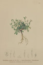シャモアクレス（Hutchinsia alpina、Hornungia alpina、Pritzelago alpina）