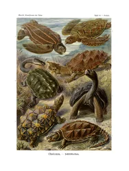 チェロニア、1899-1904