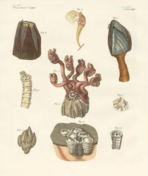 Cirrhipodas, Bristleworms or brachiopods (colored engraving)