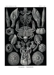 Cirripedia、1899-1904