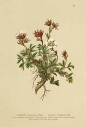 Clusius Cinquefoil（Potentilla Clusiana）