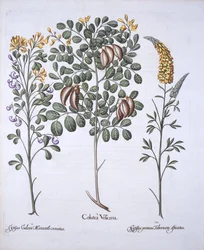 コルタスツリーとCytisus品種、Hortus Eystettensisから、バジルベスラー（1561-1629）、パブ。 1613（手描きの彫刻）