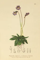 一般的なバターワート（Pinguicula vulgaris）