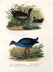 バン、1864年