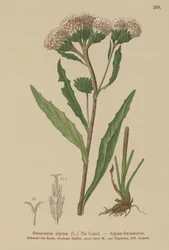 一般的なノコギリソウ（Saussurea alpina）