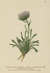 混乱したランピオン（Phyteuma混合Phyteuma latifolium、Phyteuma半球ssp。混乱したPhyteumaドワーフ）