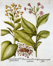 クランベリーと開花タバコ、Hortus Eystettensis、Basil Besler（1561-1629）、パブ。 1613（手塗りの彫刻）