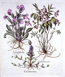 忍び寄るラッパ、スプリングベッチ、レッドカンピオン、Hortus Eystettensis、バジルベスラー（1561-1629）、パブ。 1613（手描きの彫刻）