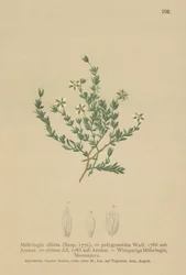 忍び寄るサンドワート（Moehringia ciliata、Moehringia polygonoides、Arenaria obtusa）