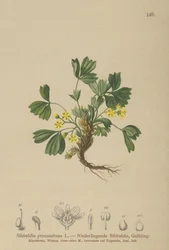 忍び寄るシバルディア（Sibbaldia procumbens）