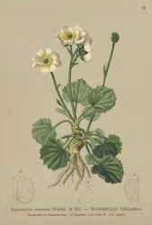 クロウネードクロウフット（Ranunculus crenatus）
