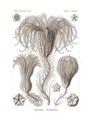 クリノイデア、1899-1904