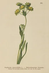 クロウフット-葉ノウサギ耳（Bupleurum ranunculoides）