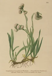 カッドウィード（Gnaphalium Carpathicum）