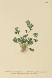 葉のあるレディースマントル（Alchemilla pentaphyllea）をカットします。