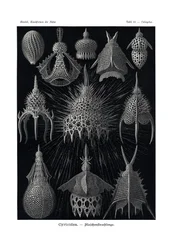 Cyrtoidea、1899-1904