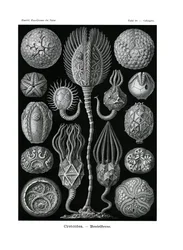 Cystoidea、1899-1904