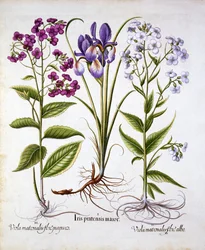 デイミーズバイオレットとフィールドアイリス、Hortus Eystettensis作、バジルベスラー（1561-1629）、パブ。 1613（手描きの彫刻）