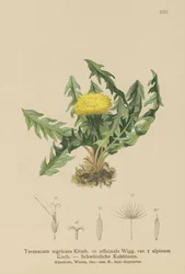 タンポポ（Taraxacum nigricans、Taraxacum officinale var。Alpinum）