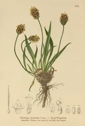 ダークオオバコ（Plantago atrata、Plantago montana）