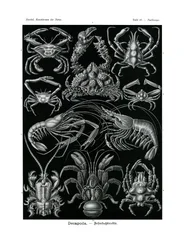 デカポダ、1899-1904