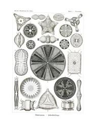 Diatomea、1899-1904