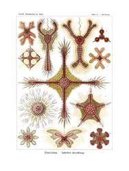 Discoidea、1899-1904