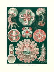 Discomedusae、1899-1904
