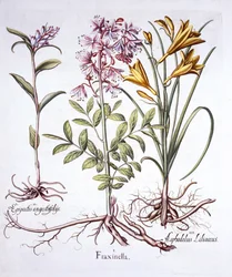Hortus EystettensisのDittany、White Helleborine、Yellow Day Lily、バジルベスラー（1561-1629）、パブ。 1613（手描きの彫刻）