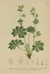 ダウニーレディースマントル（Alchemilla pubescens、Alchemilla glaucescens、）