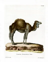 ドロメダリー（彩色済み彫刻