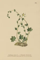 ユキノシタ（Saxifraga cernua）（カラーリトグラフ