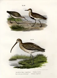 ダンリン、1864