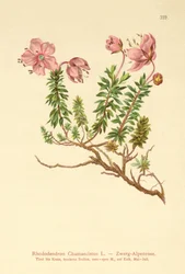 ドワーフアルペンローズ（Rhododendron Chamaecistus）