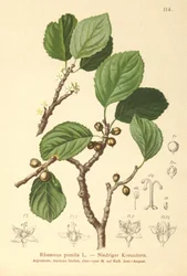 ドワーフバックソーン（Rhamnus pumila）