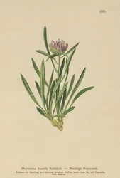 ドワーフランピオン（Phyteuma humile）