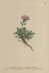 ドワーフバレリアン（Valeriana supina）
