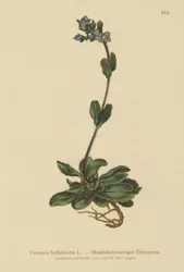 ドワーフブルースピードウェル（Veronica bellidioides）