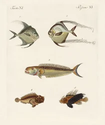 東インドの魚