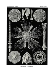 Echinidea, 1899-1904 