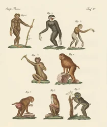 8種類のサル