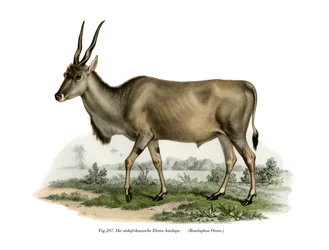 エランド、1860