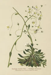 ちりばめられたSaxifrage（Saxifraga crustata）