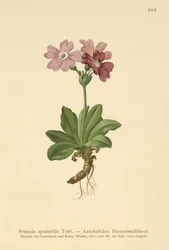 ヨーロッパ高山サクラソウ（Primula spectabilis、Auriculastrum primula）