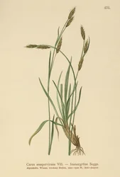 エバーグリーンセッジ（Carex sempervirens）