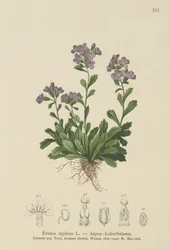 妖精ジギタリス（Erinus alpinus）