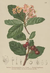 偽のメドラー（Sorbus chamaemespilus）