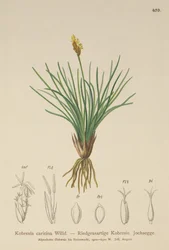 False Sedge（Kobresia simpliciuscula、Kobresia caricina）